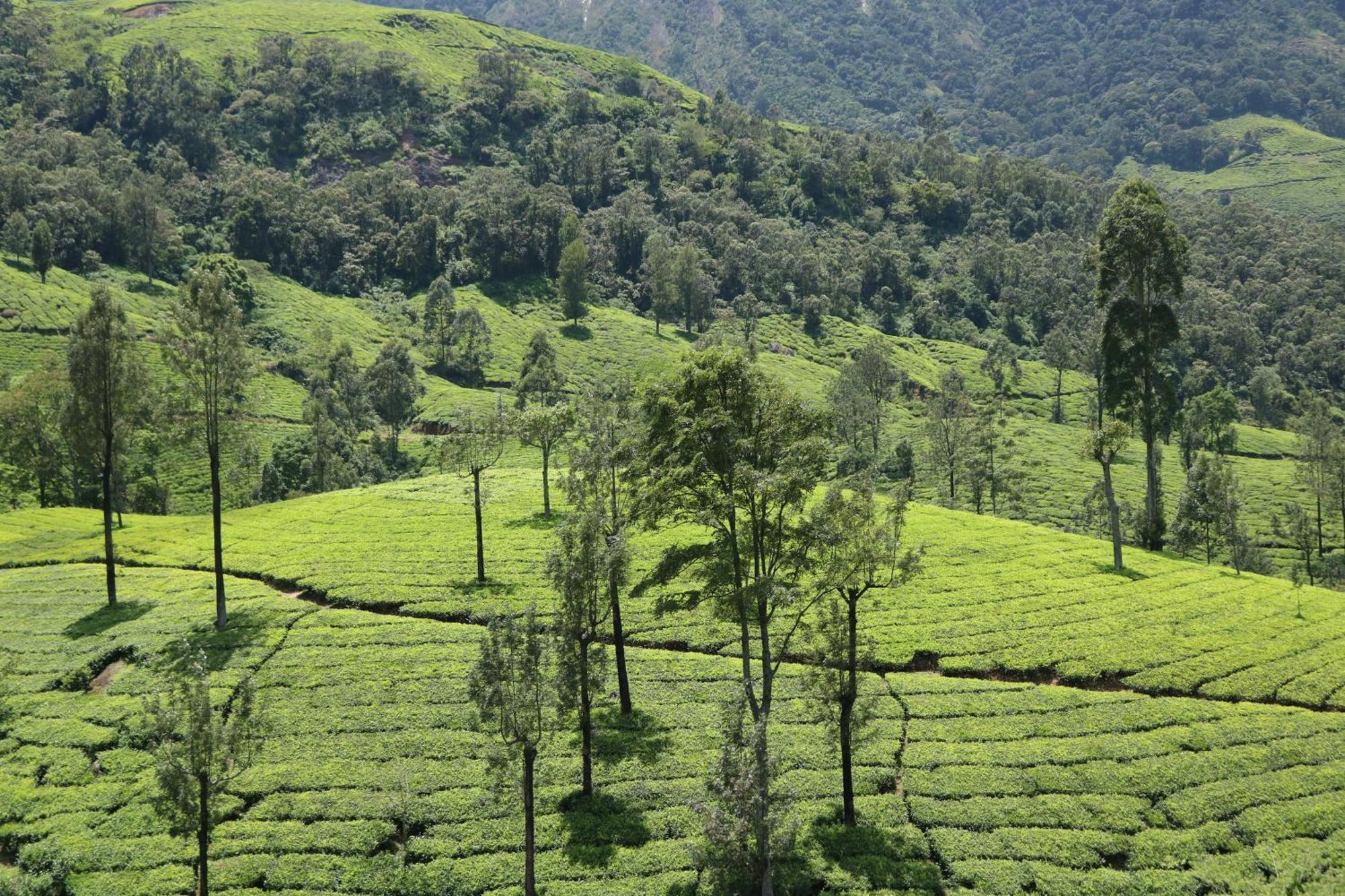 Asprin Homestay Munnar Esterno foto