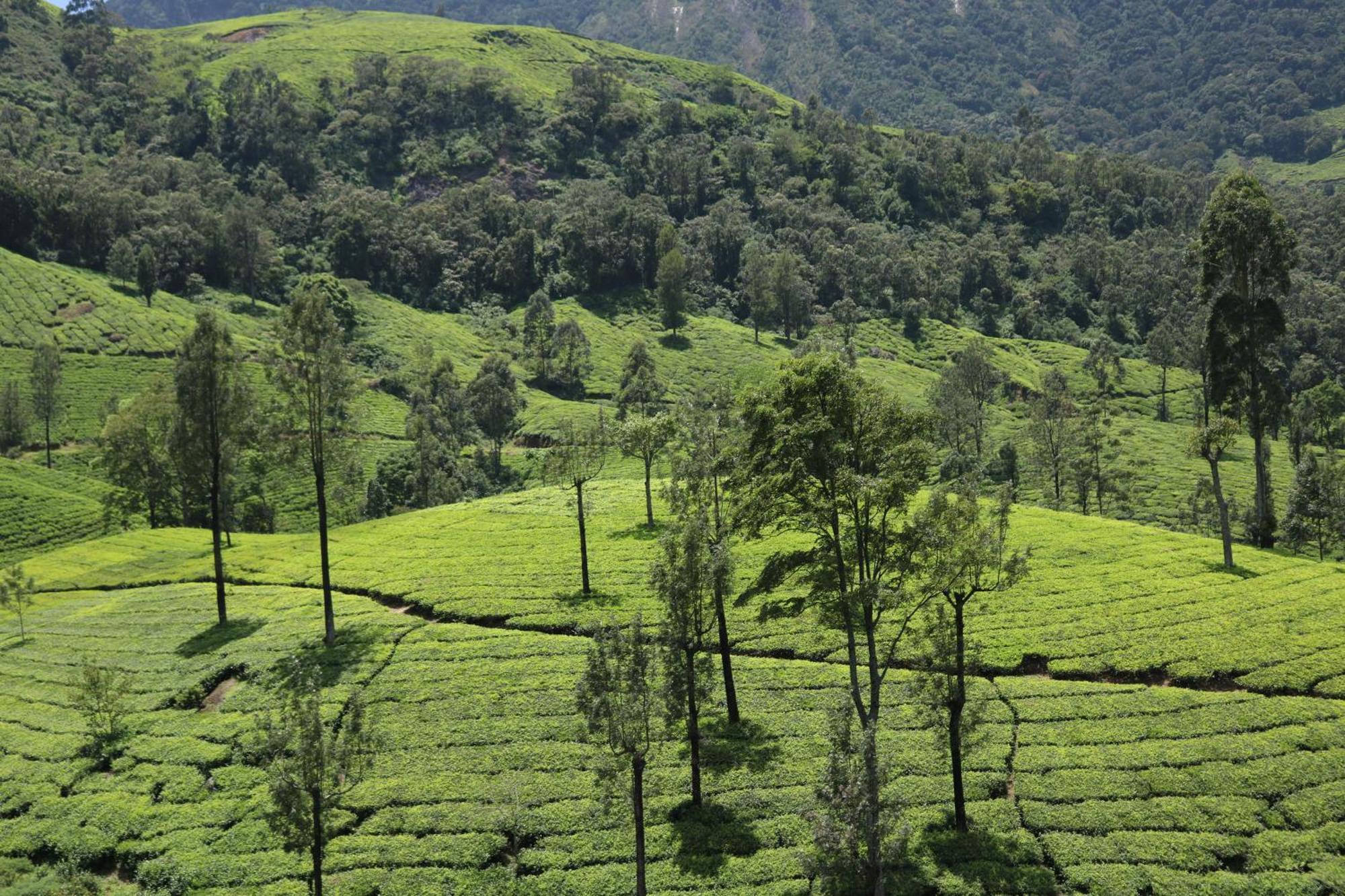 Asprin Homestay Munnar Esterno foto